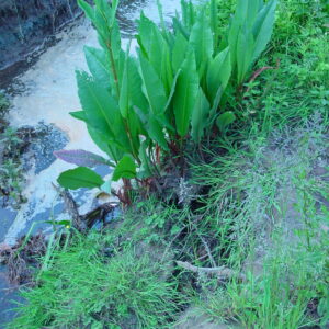 Rumex-hydrolapathum-water-dock