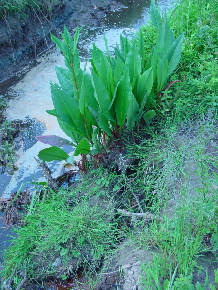 Rumex-hydrolapathum-water-dock