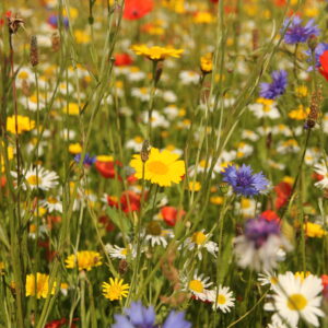 Wild flowers in meadow