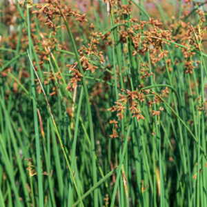 Inflorescences Schoenoplectus lacustris Scirpus in a pond, Background.