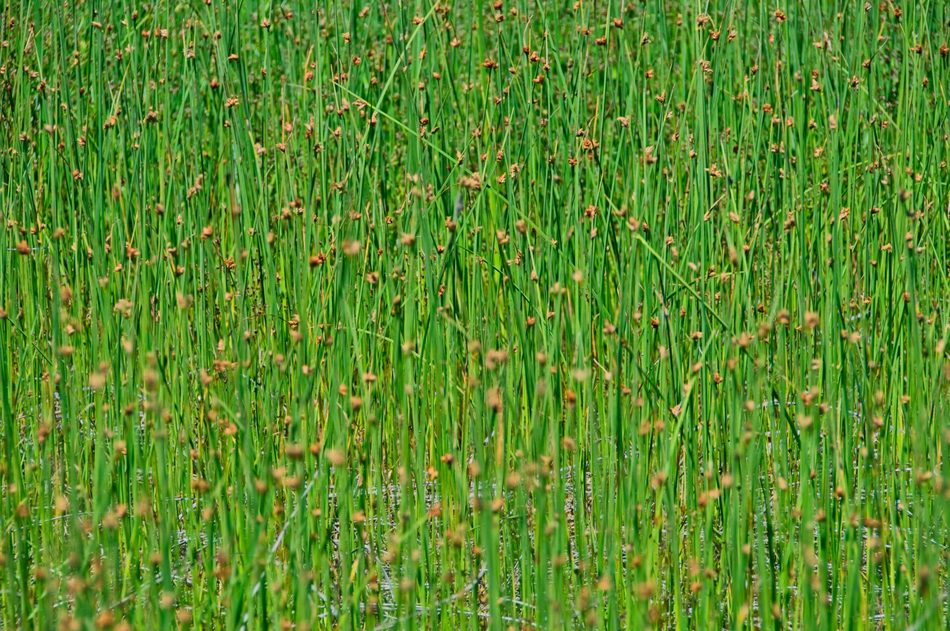 Closeup of Schoenoplectus Tabernaemontani