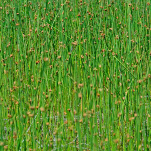 Closeup of Schoenoplectus Tabernaemontani