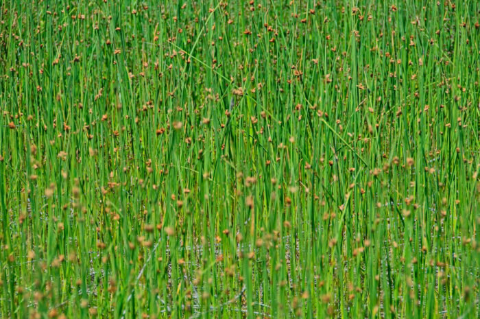Closeup of Schoenoplectus Tabernaemontani