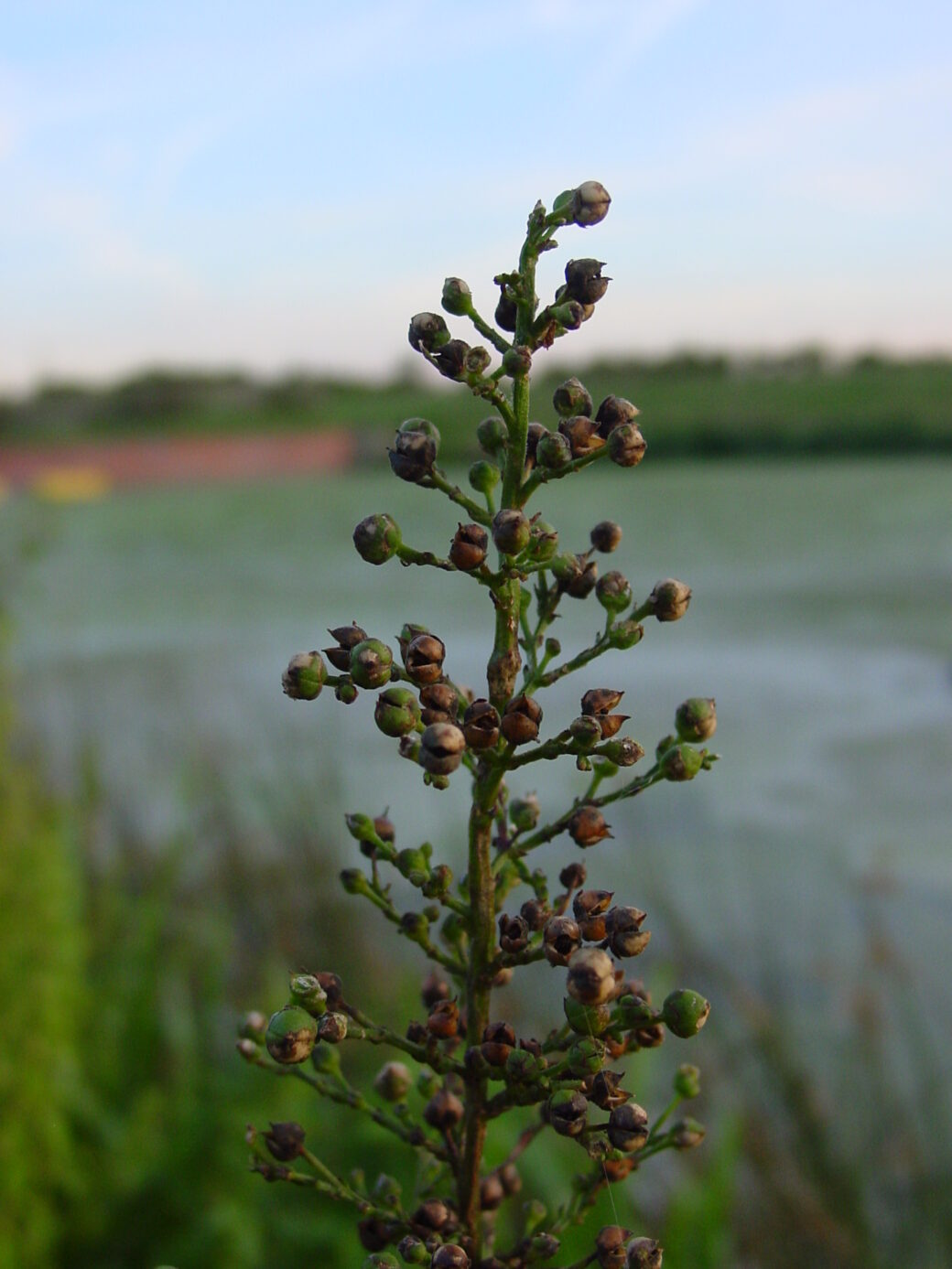 Scrophularia-auriculata-water-figwort