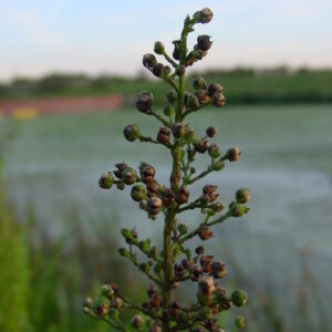 Scrophularia-auriculata-water-figwort