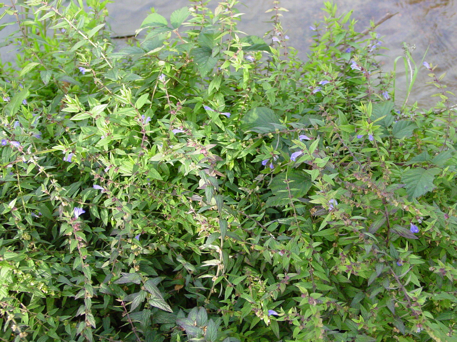 Scutillaria-galericulata-skullcap