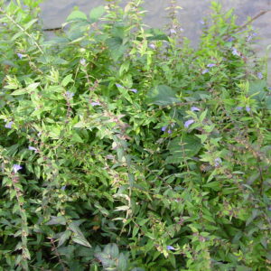 Scutillaria-galericulata-skullcap