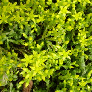 Sedum-acre-biting-stonecrop