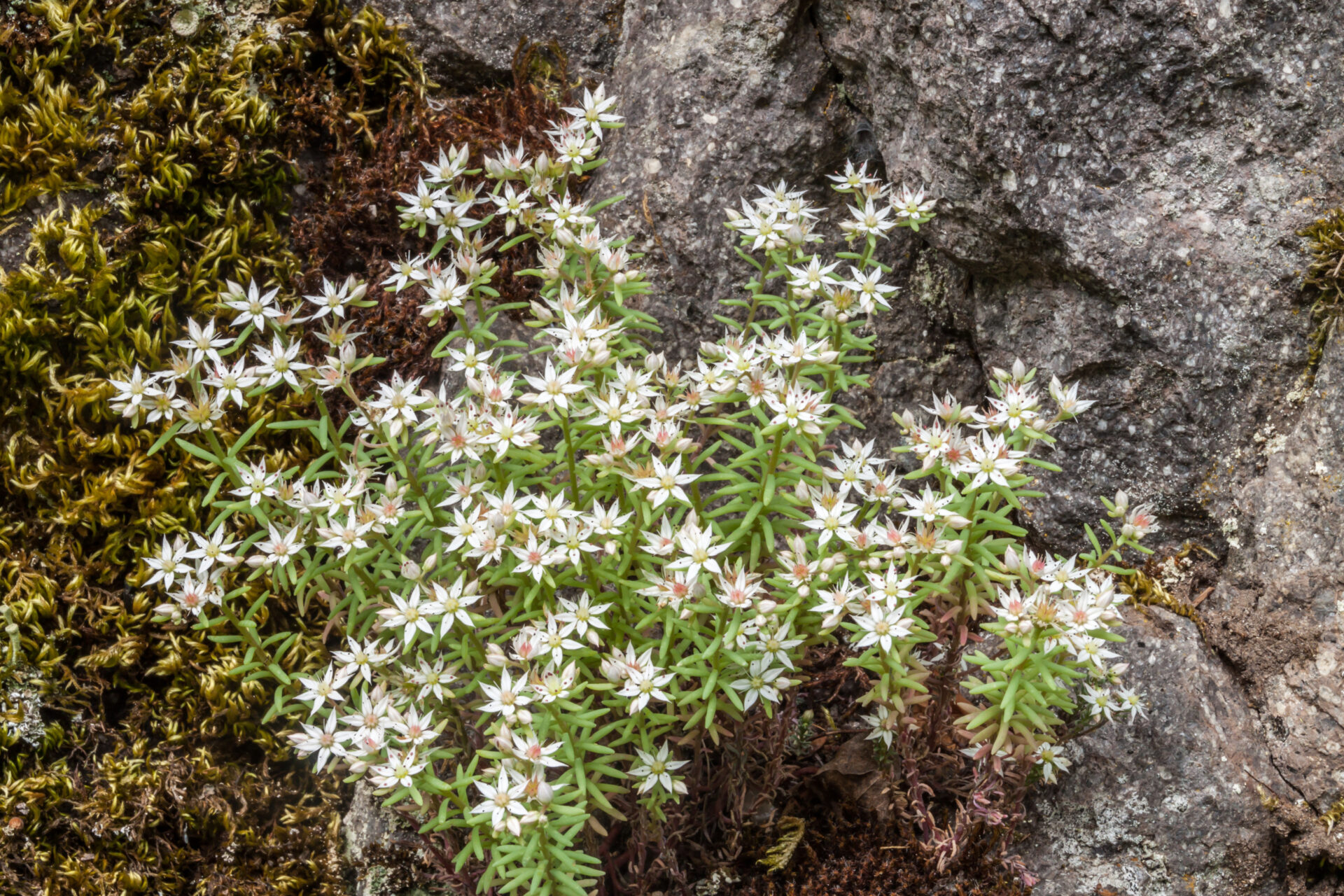 White stonecrop