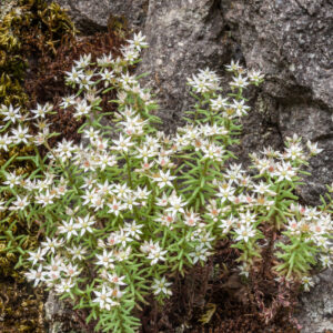 White stonecrop