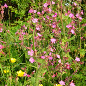 Silene-dioica-red-campion