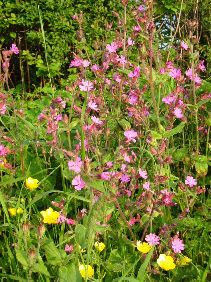 Silene-dioica-red-campion