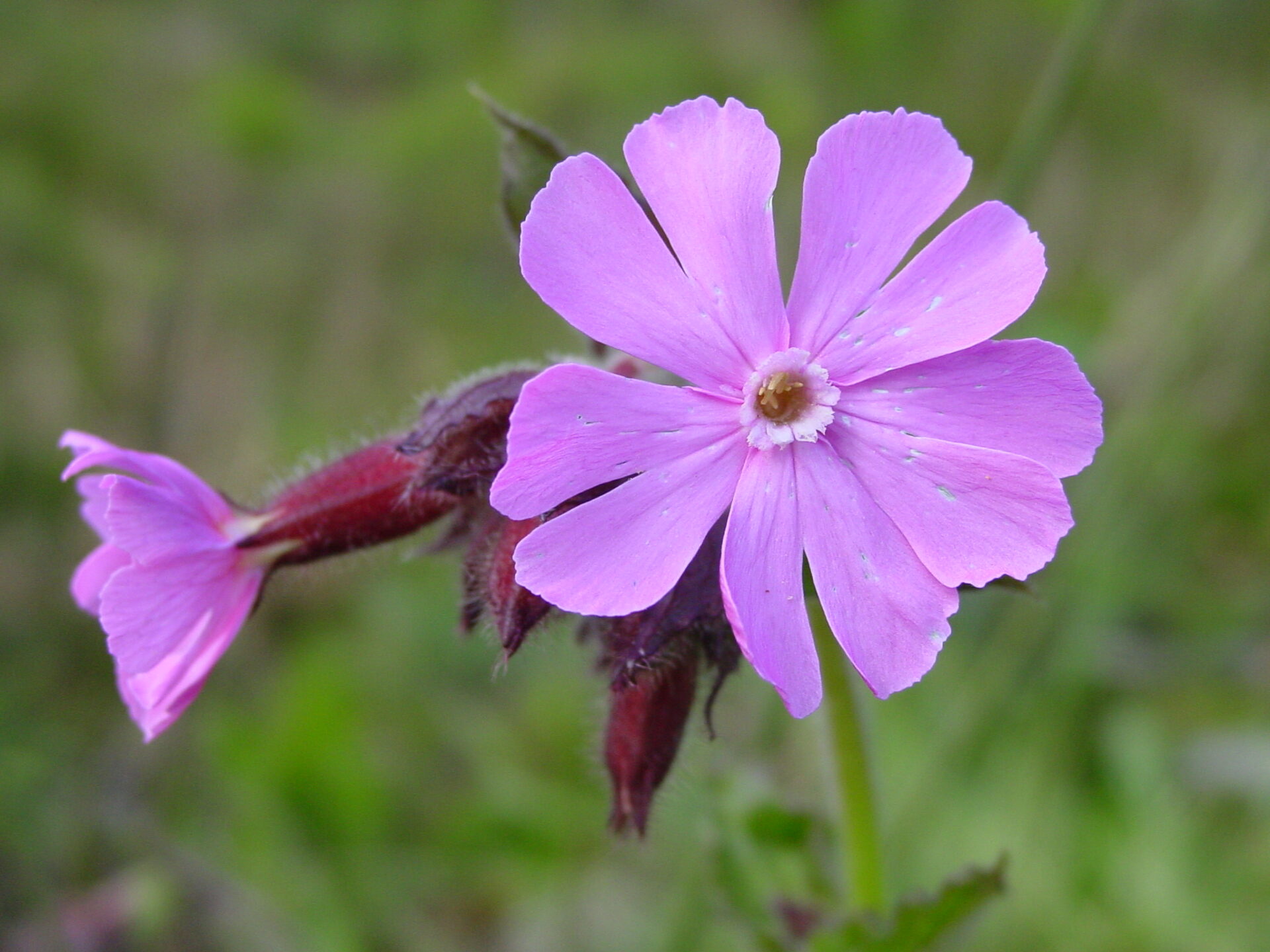 Silene-dioica-red-campion