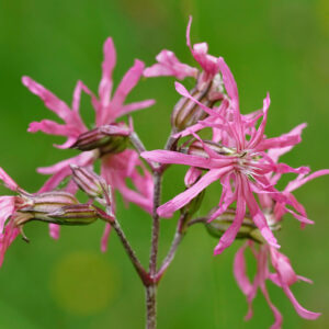 Closeup on the beautiful pink ragged-robin, Silene flos-cuculi, flower against a green background