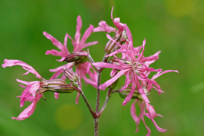 Closeup on the beautiful pink ragged-robin, Silene flos-cuculi, flower against a green background