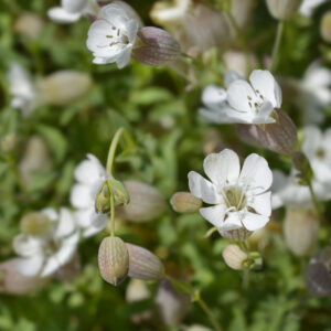 Sea campion