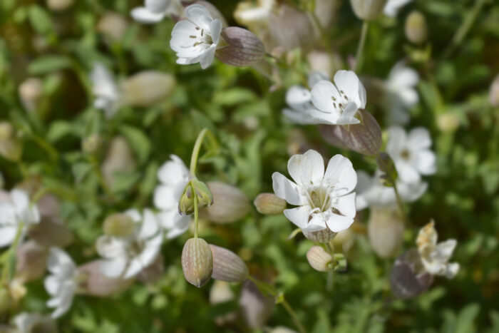 Sea campion