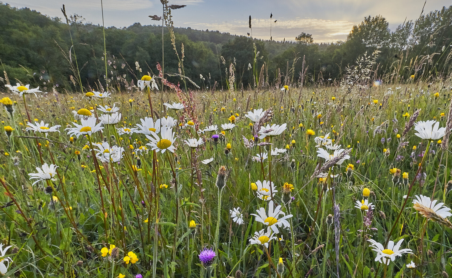 Wild flowers in a hay meadow