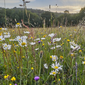 Wild flowers in a hay meadow