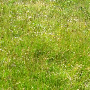 Tussocky grassland 100% wildflower meadow mix