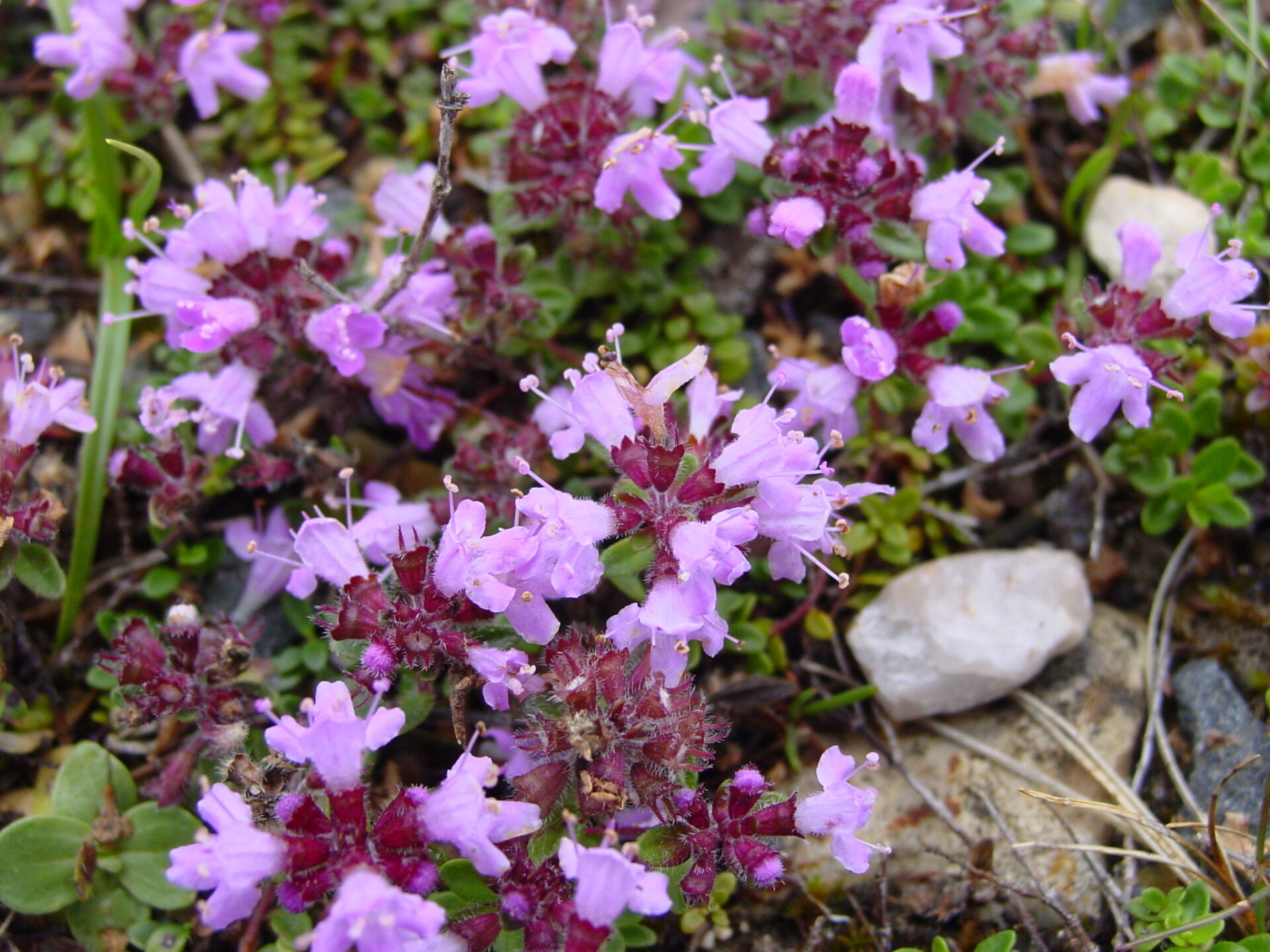 Thymus-polytrichus-wild-thyme