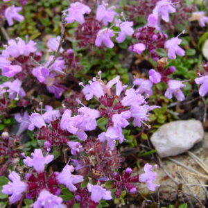 Thymus-polytrichus-wild-thyme