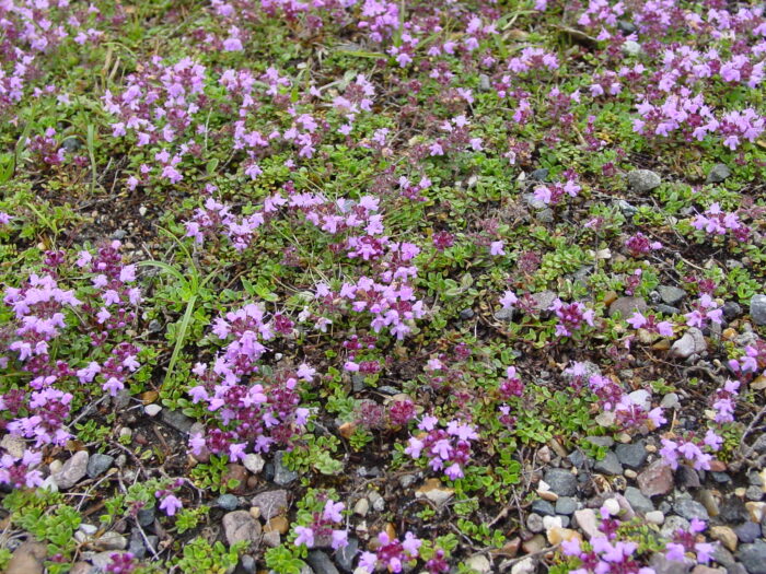 Thymus-polytrichus-wild-thyme