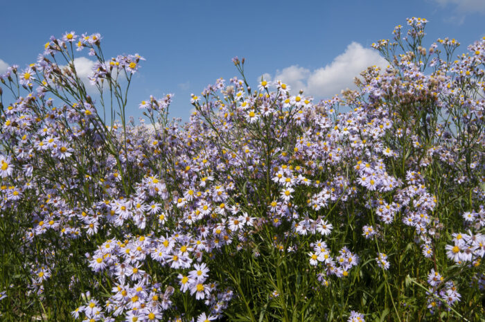 Sea aster (Aster tripolium)
