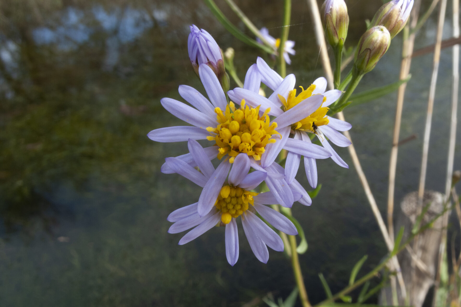 Sea aster (Aster tripolium)