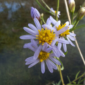 Sea aster (Aster tripolium)