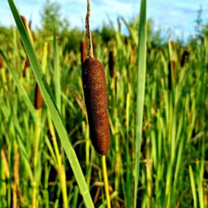 lesser bulrush (typha angustifolia)