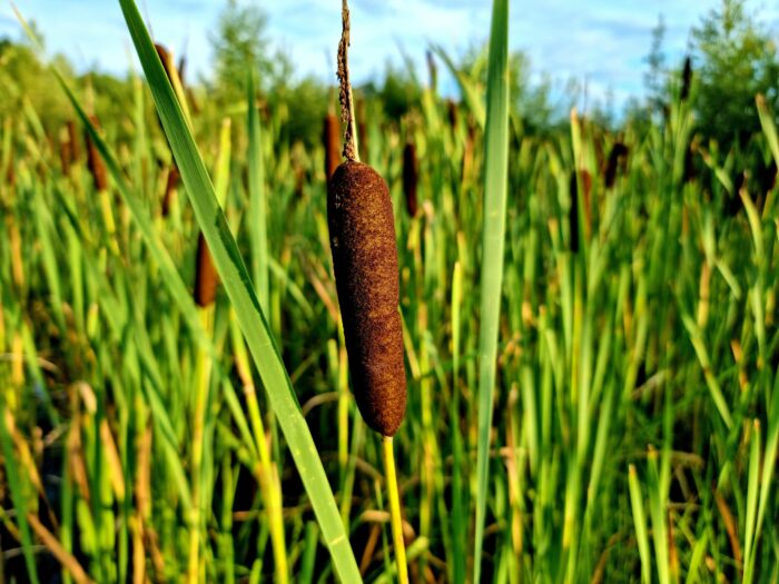 lesser bulrush (typha angustifolia)