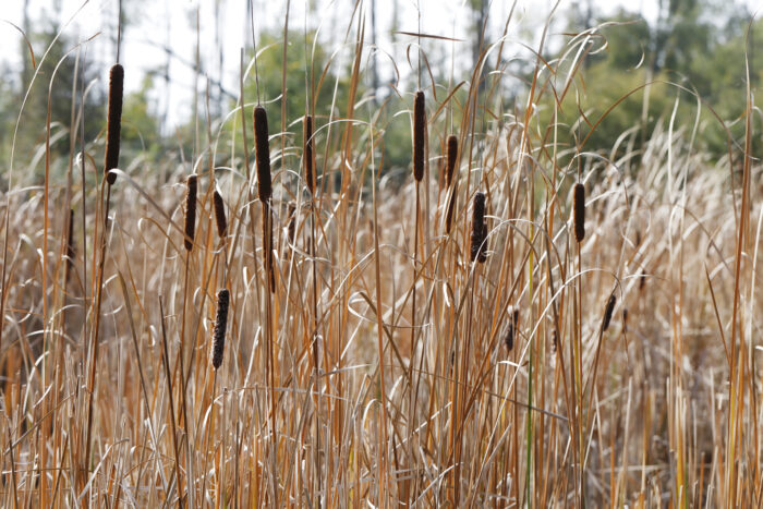 Lesser Bulrush (Typha angustifolia)