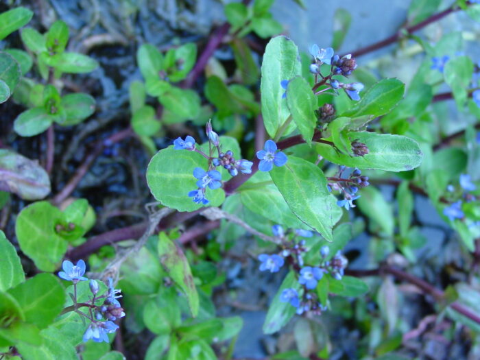 Veronica-beccabunga-brooklime