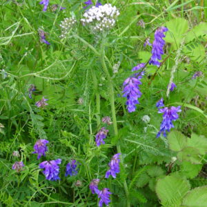 Vicia-cracca-tufted-vetch