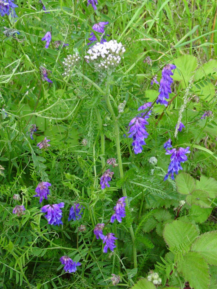 Vicia-cracca-tufted-vetch