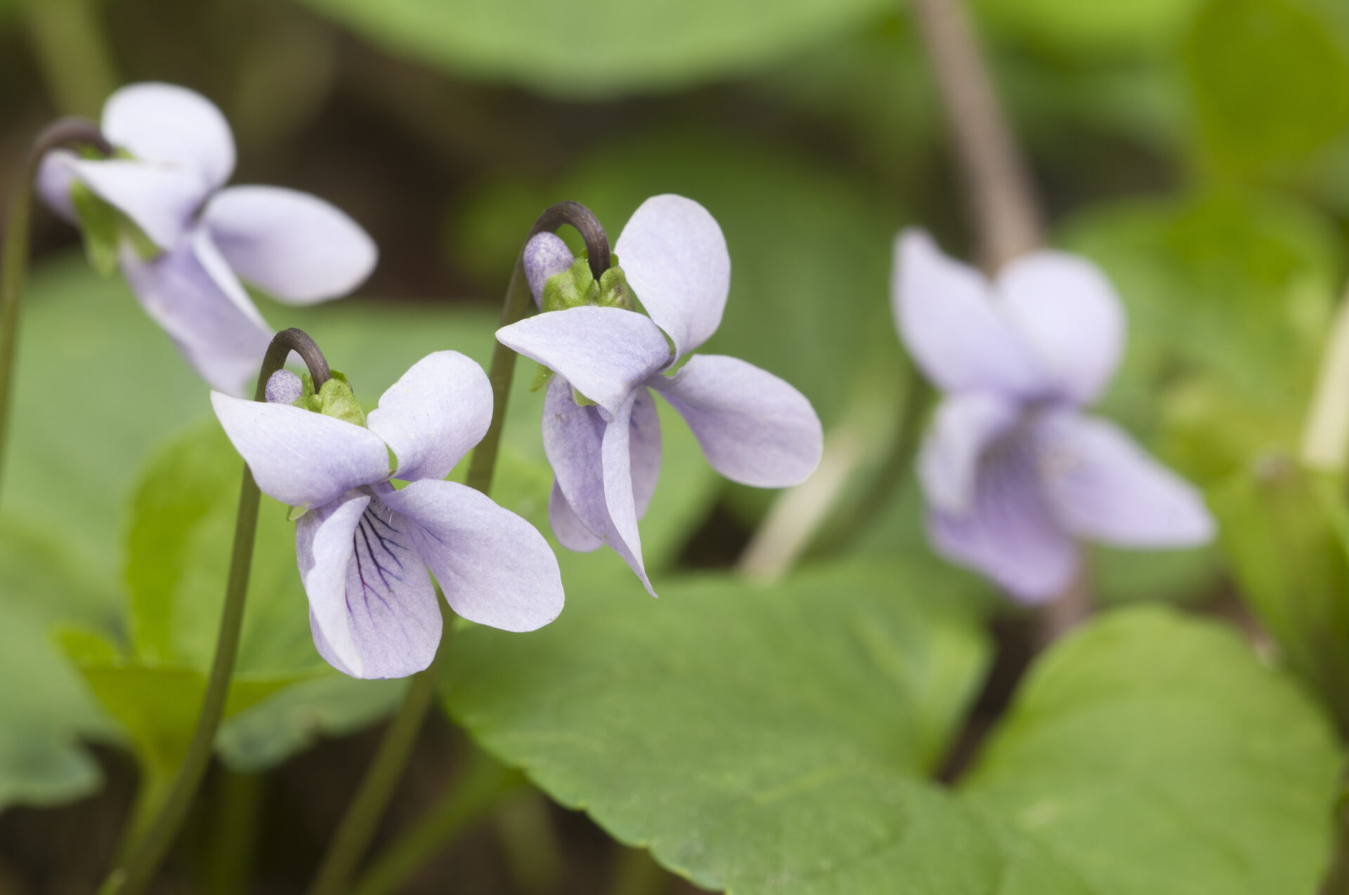 Viola palustris (marsh violet)