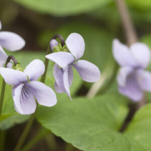 Viola palustris (marsh violet)
