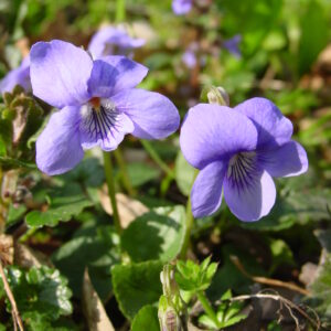 Viola-riviniana-dog-violet