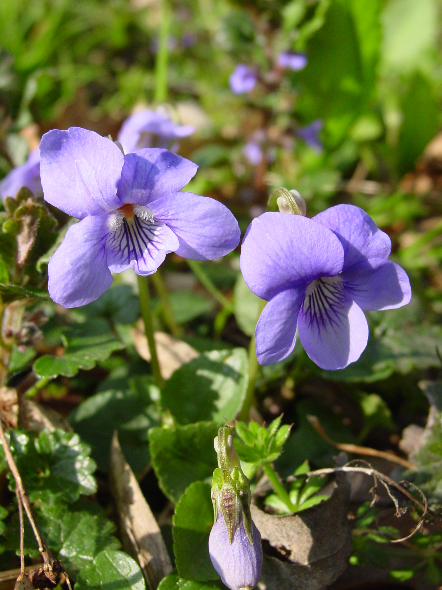 Viola-riviniana-dog-violet