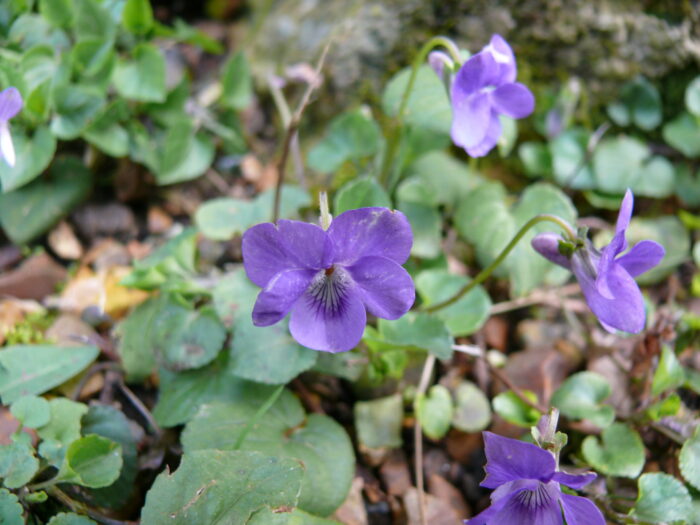 Viola-riviniana-dog-violet