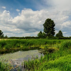 wetland and pond edge 100% wildflower seed mix