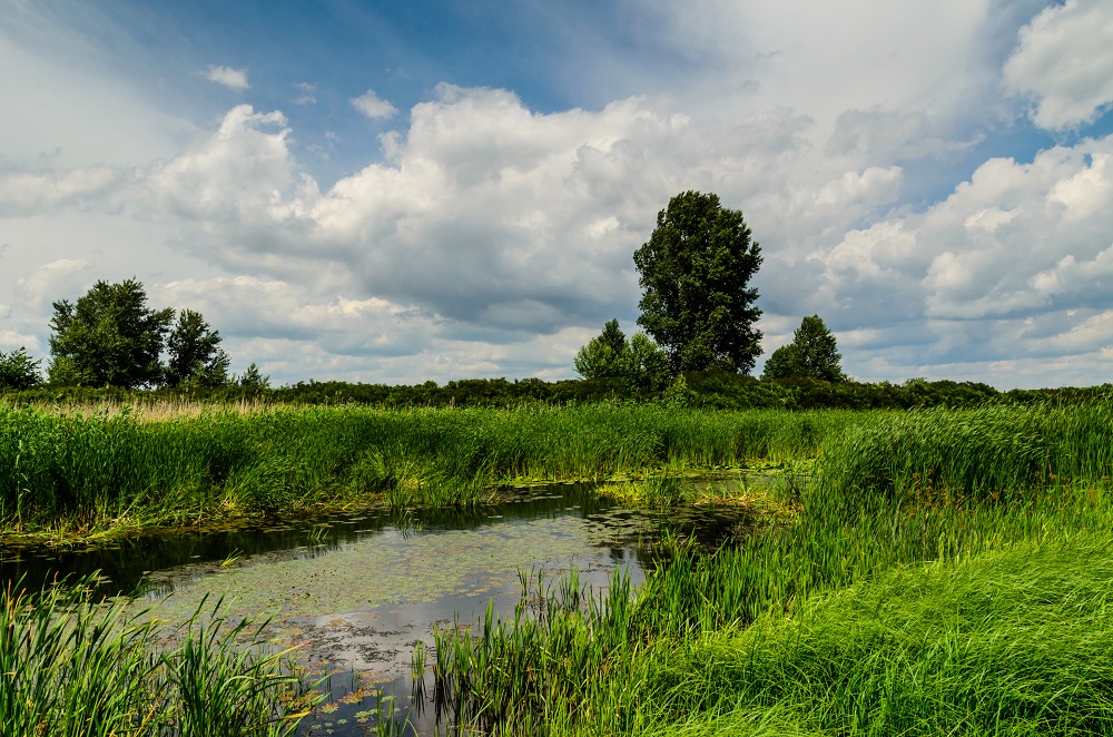 wetland and pond edge 100% wildflower seed mix