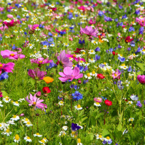 A field of vibrant multicolored wild flowers in full bloom