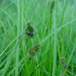 false-fox-sedge