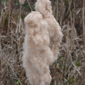 typha-latifolia-greater-reedmace