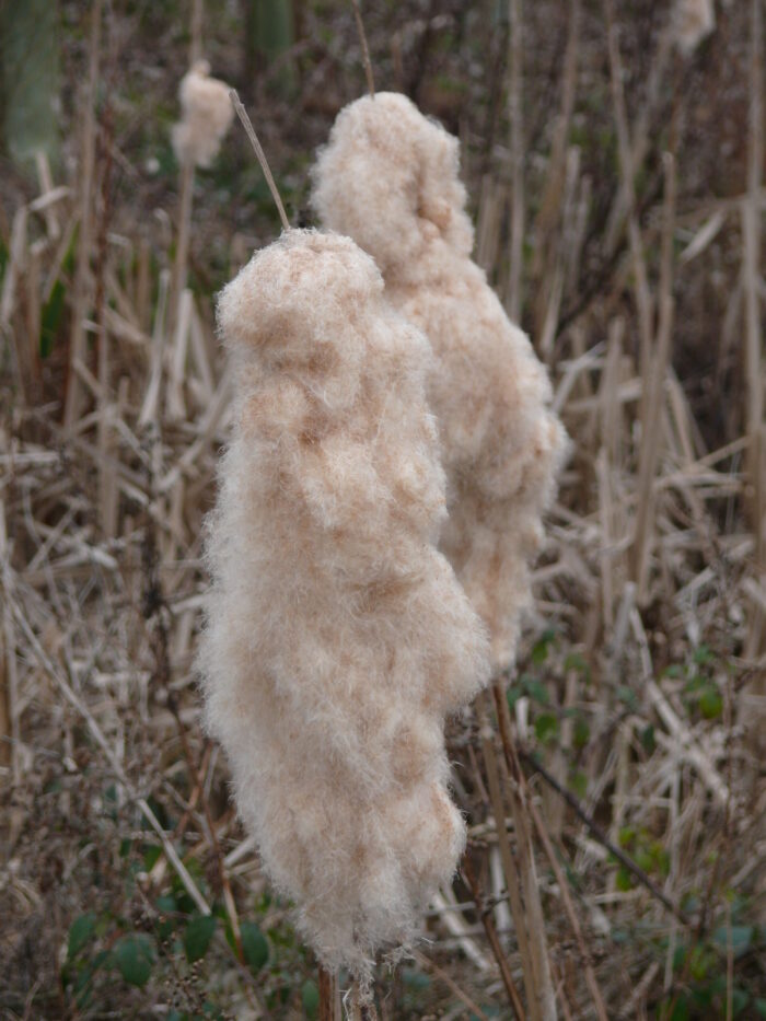 typha-latifolia-greater-reedmace