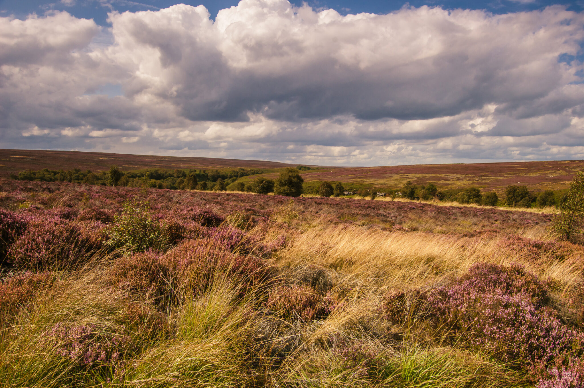 Moorland (anglais)