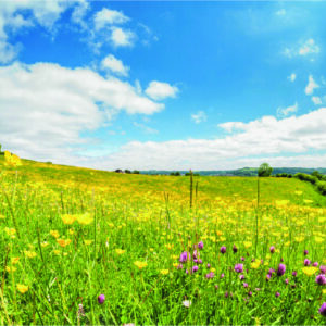 Meadow