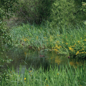 Pond with ducks